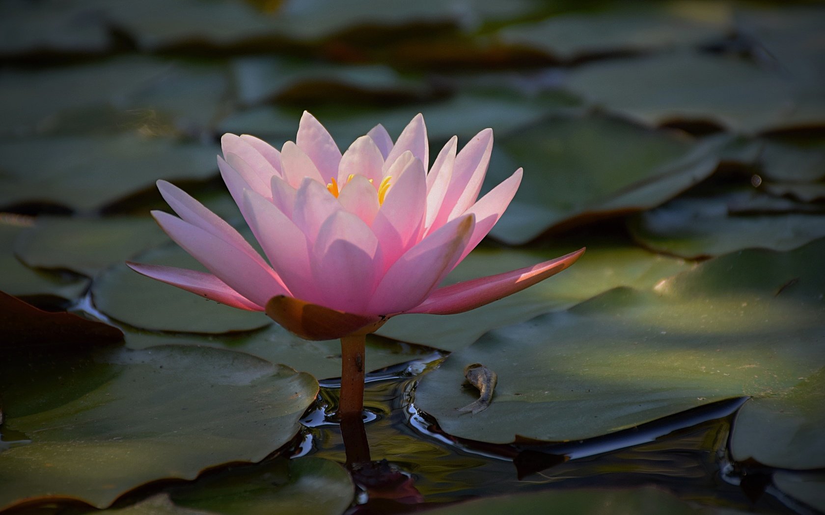 Обои вода, листья, цветок, лепестки, розовые, кувшинка, водяная лилия, water, leaves, flower, petals, pink, lily, water lily разрешение 4976x3113 Загрузить