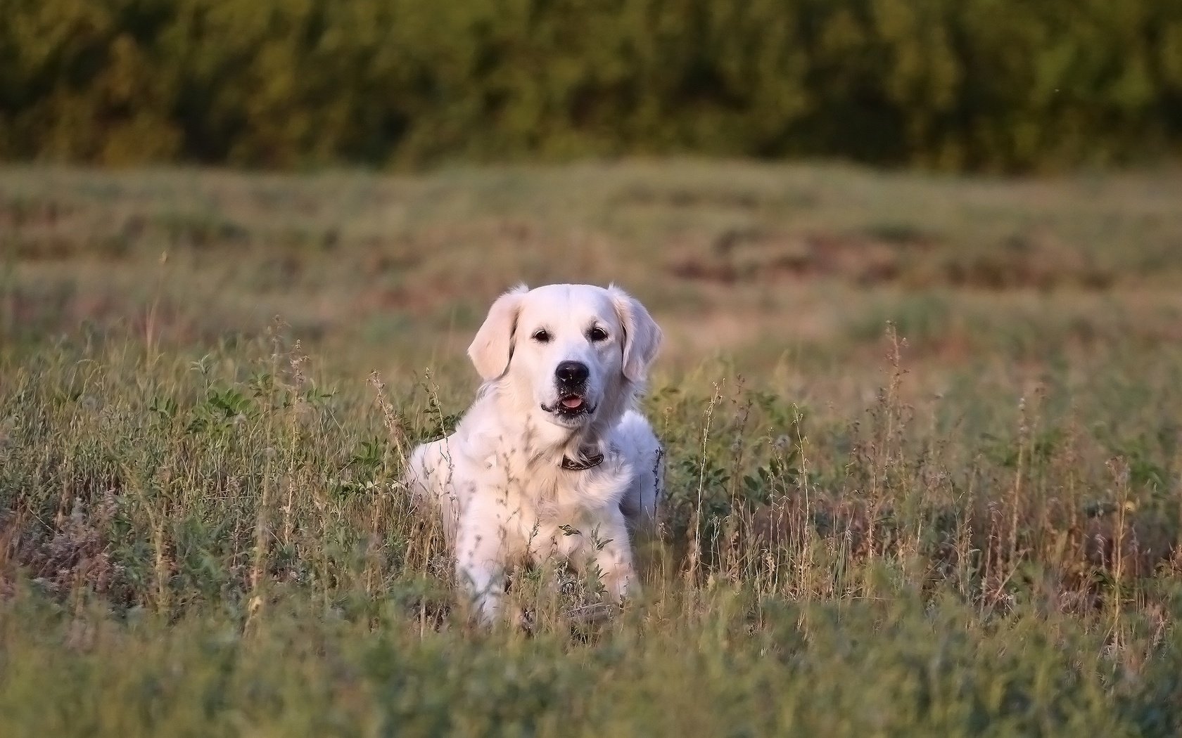 Обои трава, мордочка, взгляд, собака, золотистый ретривер, grass, muzzle, look, dog, golden retriever разрешение 1920x1280 Загрузить