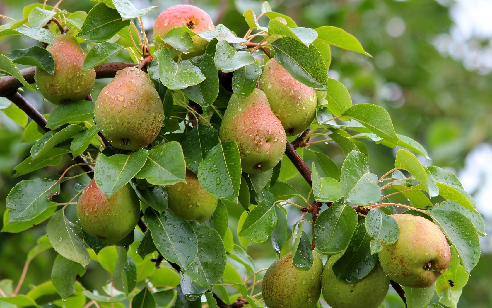 Обои листья, ветки, капли, фрукты, осень, урожай, плоды, груши, груша, leaves, branches, drops, fruit, autumn, harvest, pear разрешение 2500x1690 Загрузить