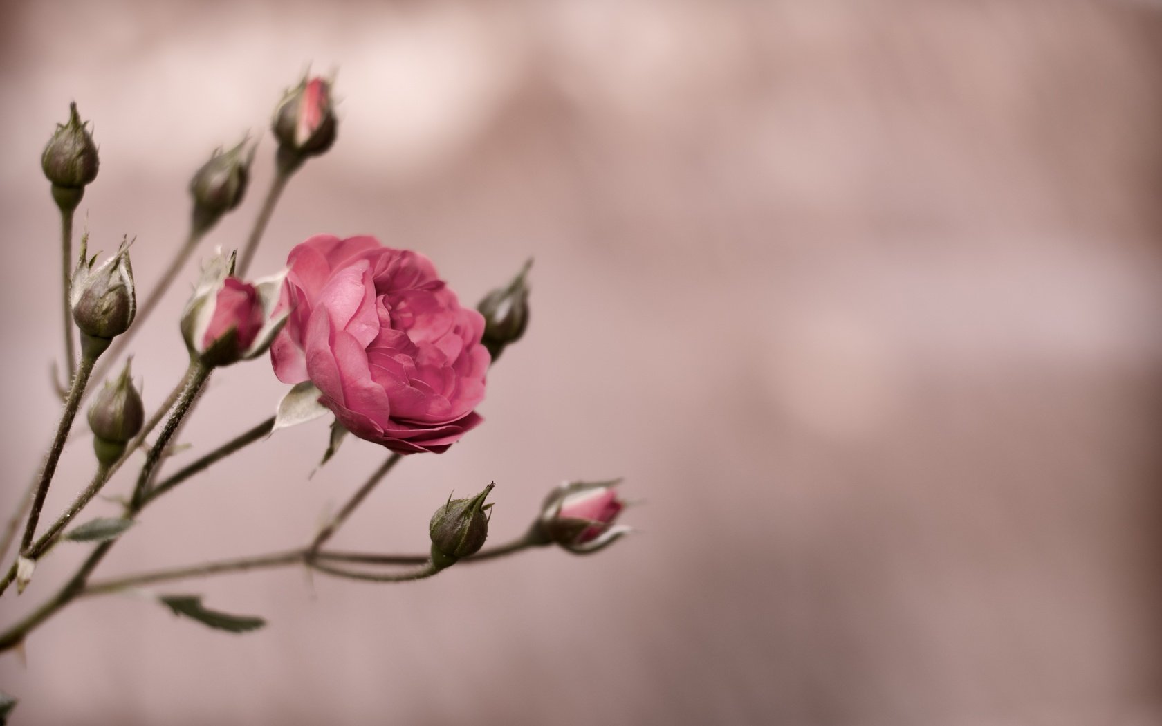 Обои бутоны, цветок, роза, куст, пинк, buds, flower, rose, bush, pink разрешение 4288x2848 Загрузить