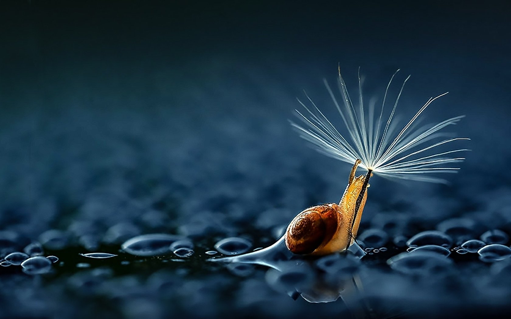 Обои дождь, зонтик, улитка, rain, umbrella, snail разрешение 1920x1200 Загрузить