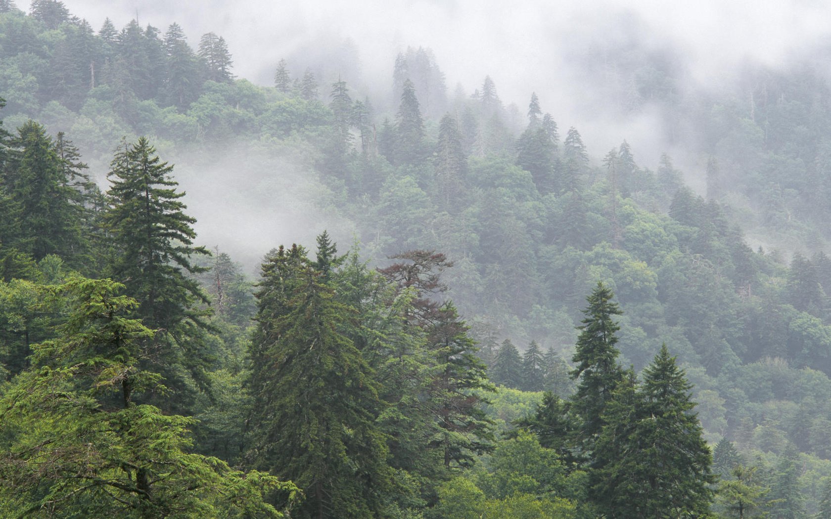 Обои деревья, горы, природа, лес, туман, национальный парк, trees, mountains, nature, forest, fog, national park разрешение 1920x1080 Загрузить