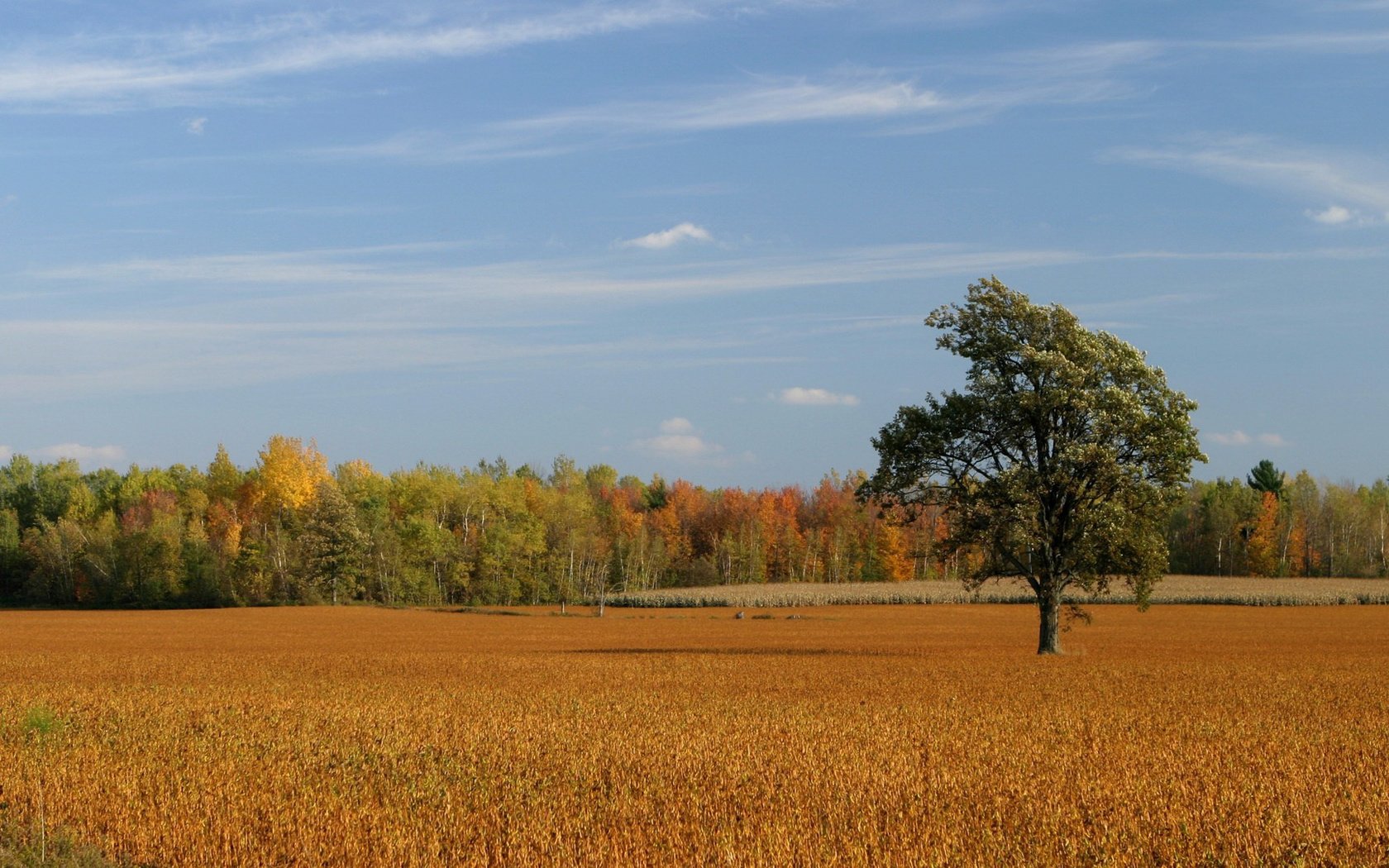 Обои небо, деревья, поле, осень, the sky, trees, field, autumn разрешение 1920x1080 Загрузить