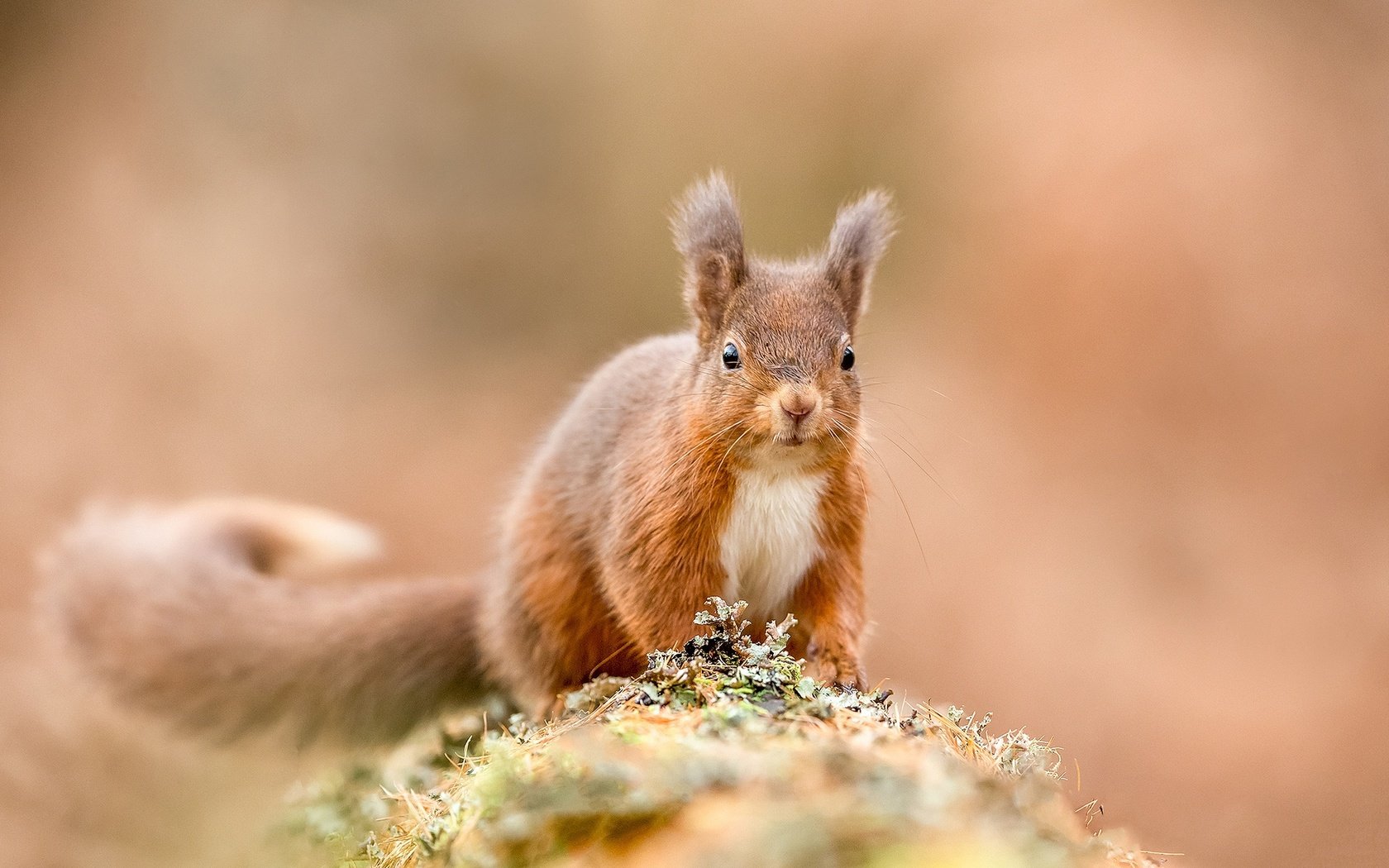 Обои рыжая, белка, белочка, грызун, зверюшка, red, protein, squirrel, rodent, pet разрешение 2048x1365 Загрузить