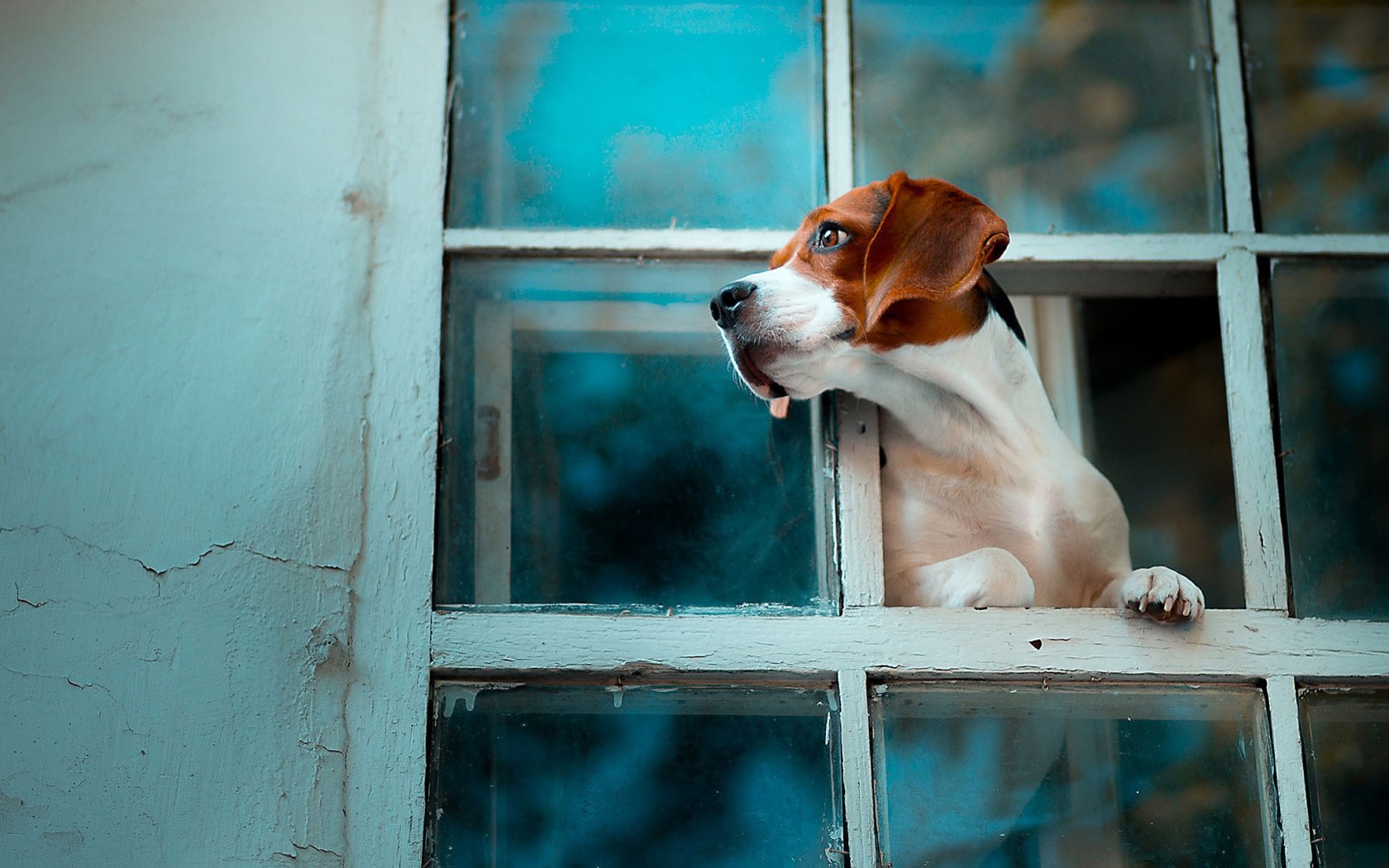 Обои собака, окно, бигль, dog, window, beagle разрешение 1920x1080 Загрузить