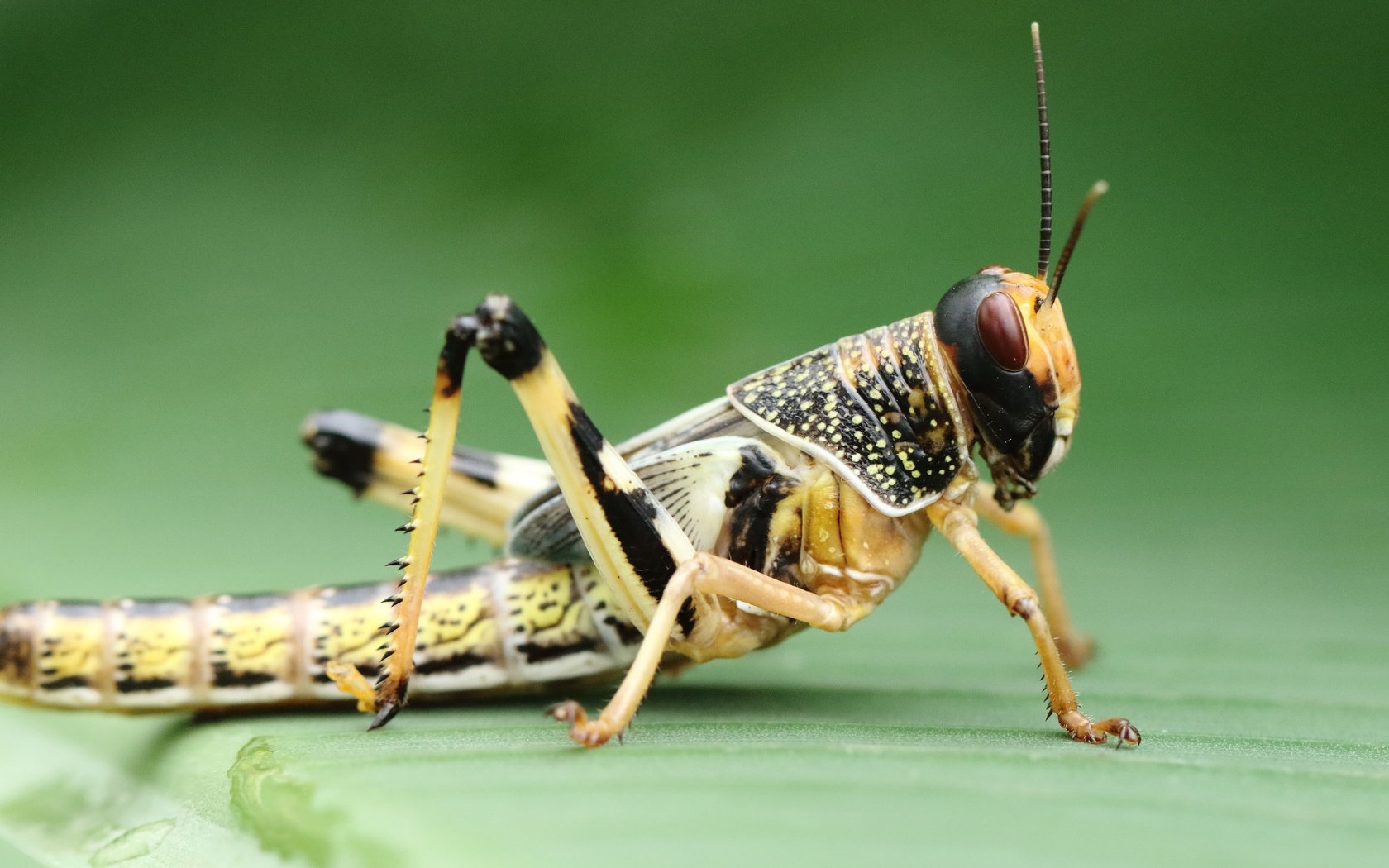 Обои макро, насекомое, фон, кузнечик, macro, insect, background, grasshopper разрешение 1920x1080 Загрузить