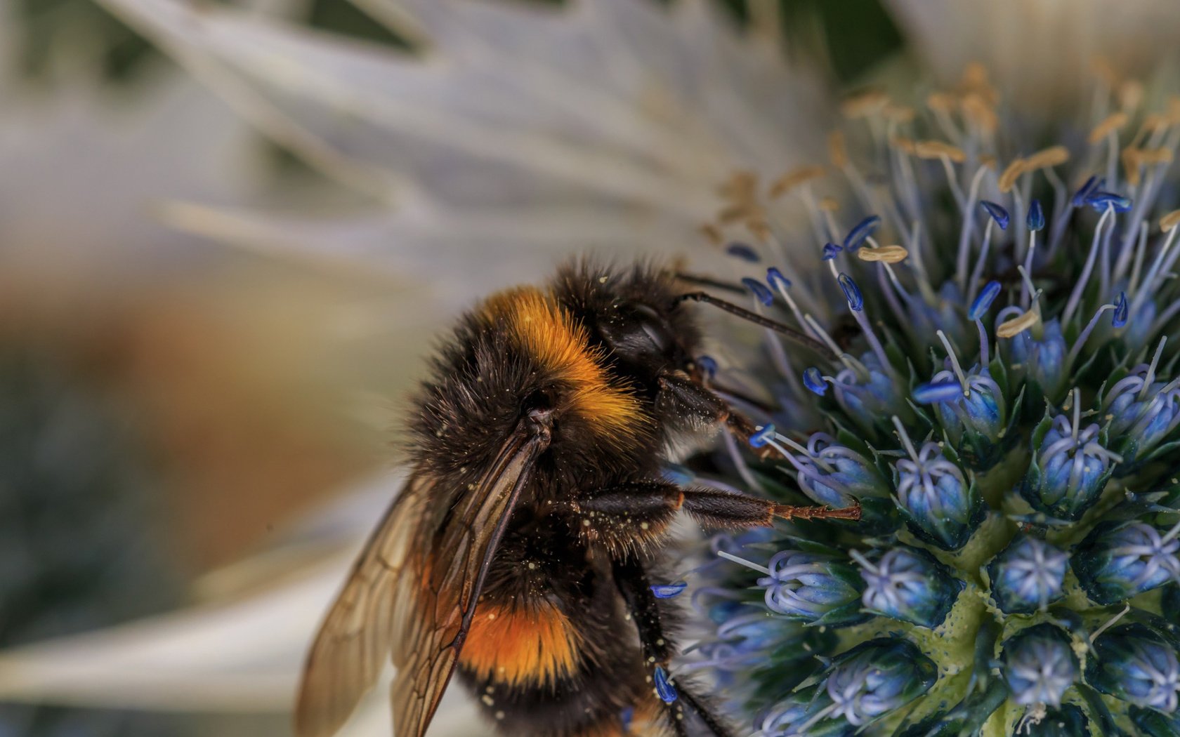 Обои макро, насекомое, фон, цветок, пчела, пыльца, шмель, опыление, macro, insect, background, flower, bee, pollen, bumblebee, pollination разрешение 1920x1080 Загрузить