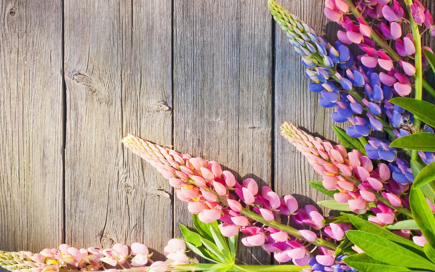 Обои цветы, доски, люпин, flowers, board, lupin разрешение 2112x1188 Загрузить