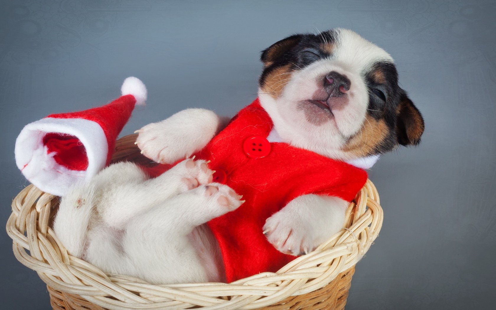 Обои щенок, корзина, костюм, новый, год, puppy, basket, costume, new, year разрешение 2560x1440 Загрузить