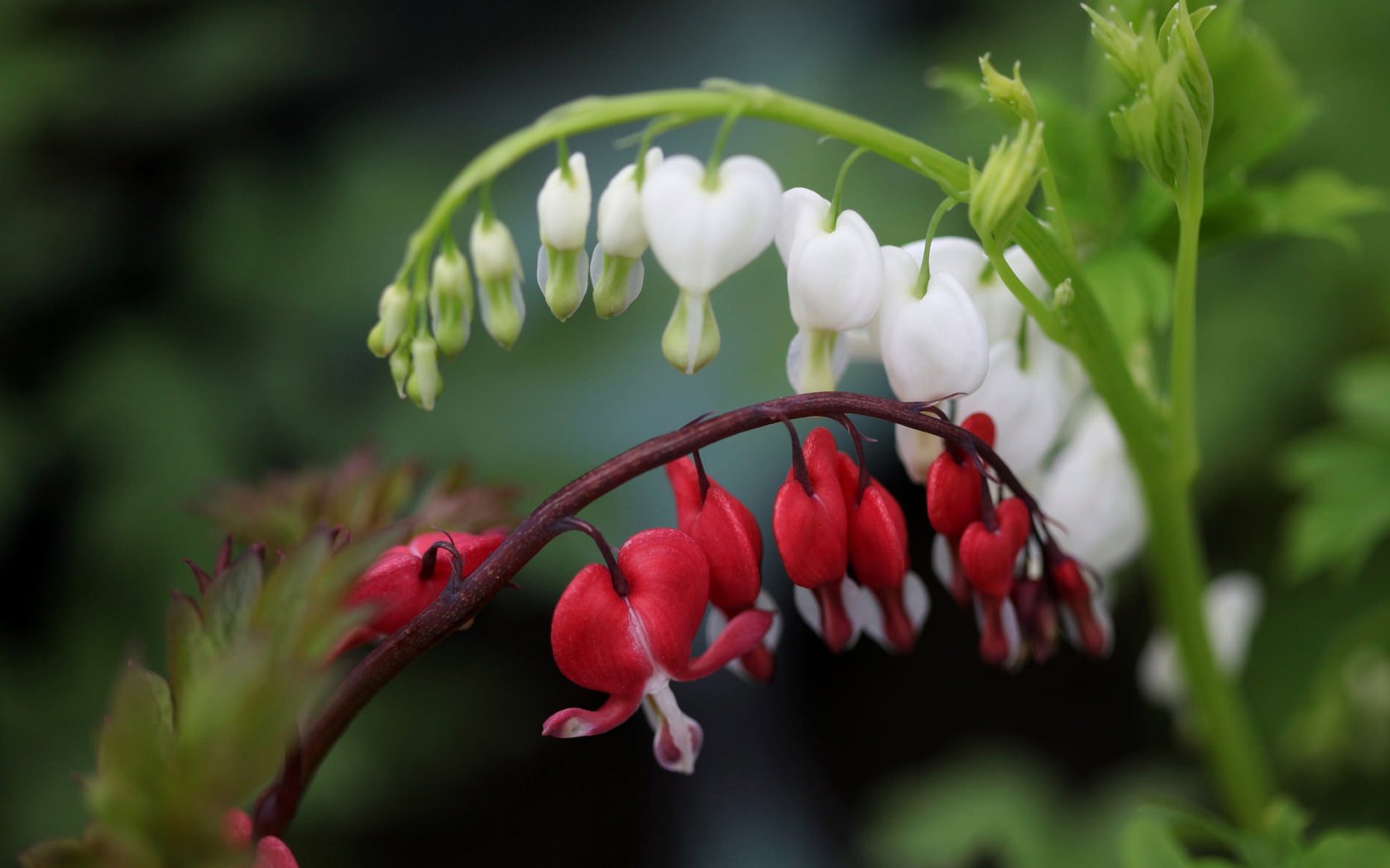 Обои цветы, макро, боке, разбитое сердце, дицентра великолепная, flowers, macro, bokeh, broken heart, the bleeding heart is gorgeous разрешение 2048x1175 Загрузить