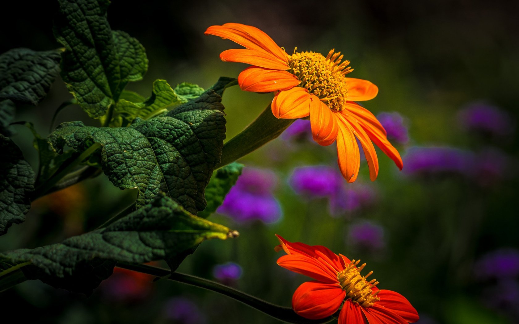 Обои цветы, листья, лепестки, боке, титония, flowers, leaves, petals, bokeh, titania разрешение 2112x1188 Загрузить