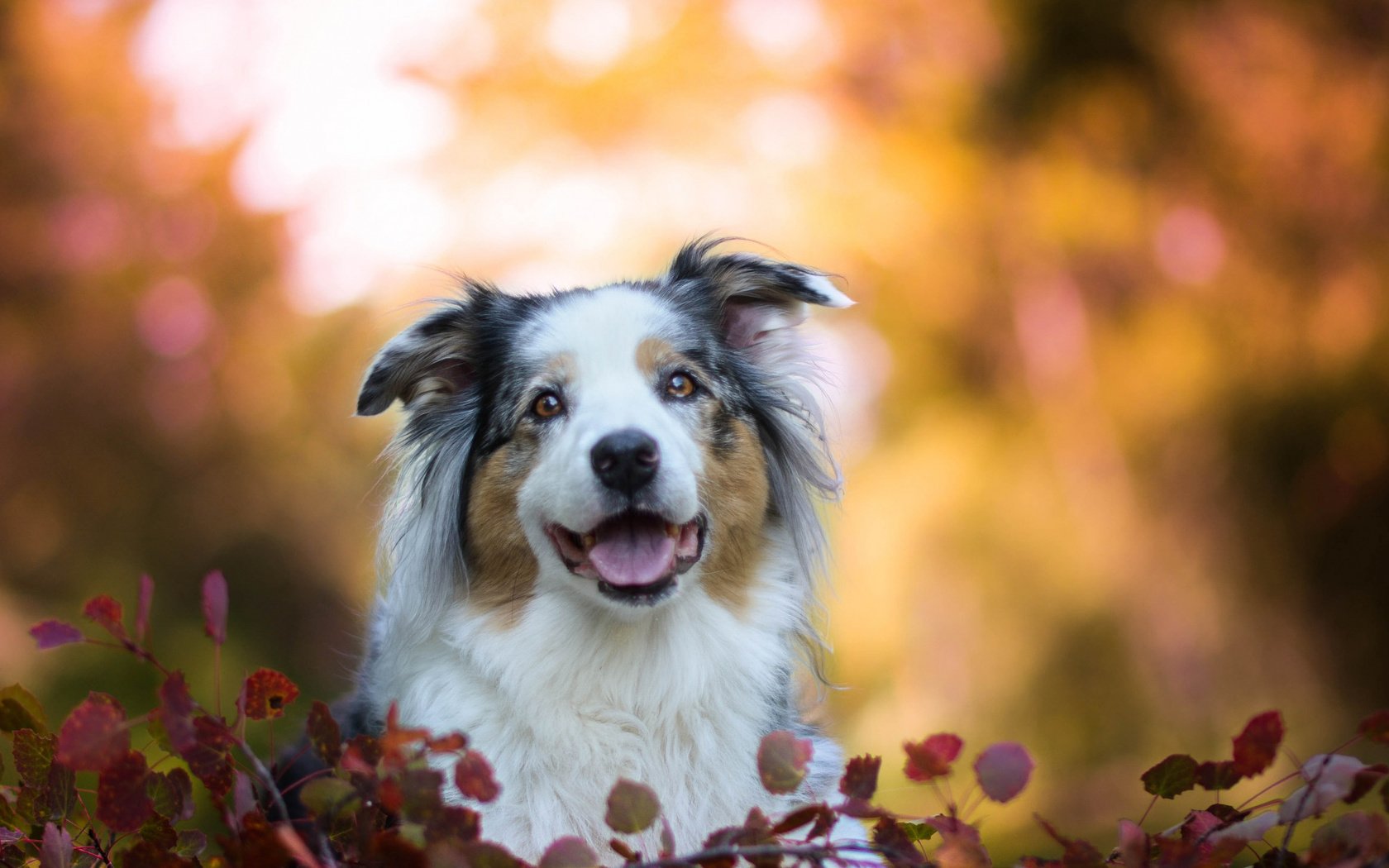 Обои морда, листья, собака, боке, австралийская овчарка, аусси, face, leaves, dog, bokeh, australian shepherd, aussie разрешение 2112x1188 Загрузить