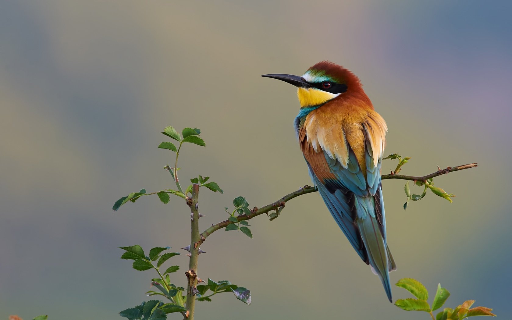 Обои природа, ветки, птица, золотистая щурка, nature, branches, bird, european bee-eater разрешение 2000x1334 Загрузить