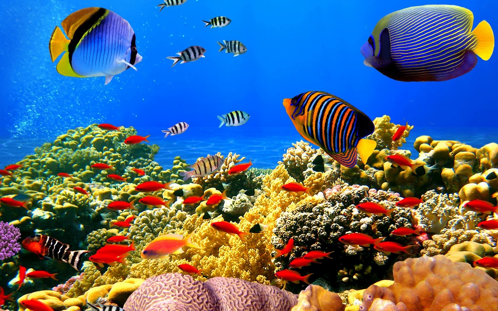 Обои рыбы, океан, кораллы, риф, подводный мир, тропические, fish, the ocean, corals, reef, underwater world, tropical разрешение 1920x1080 Загрузить