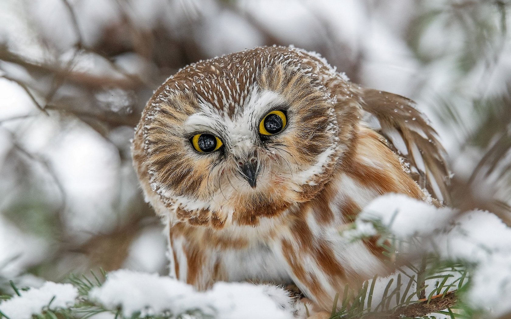Обои сова, снег, взгляд, птица, мохноногий сыч, owl, snow, look, bird, tengmalm's owl разрешение 1920x1233 Загрузить