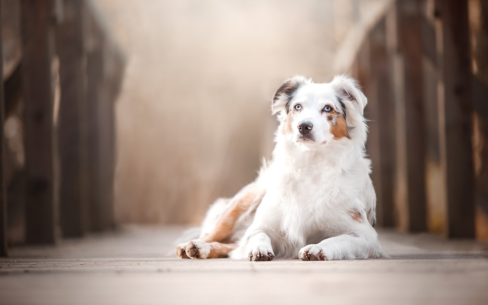 Обои мост, собака, боке, австралийская овчарка, аусси, bridge, dog, bokeh, australian shepherd, aussie разрешение 2048x1365 Загрузить