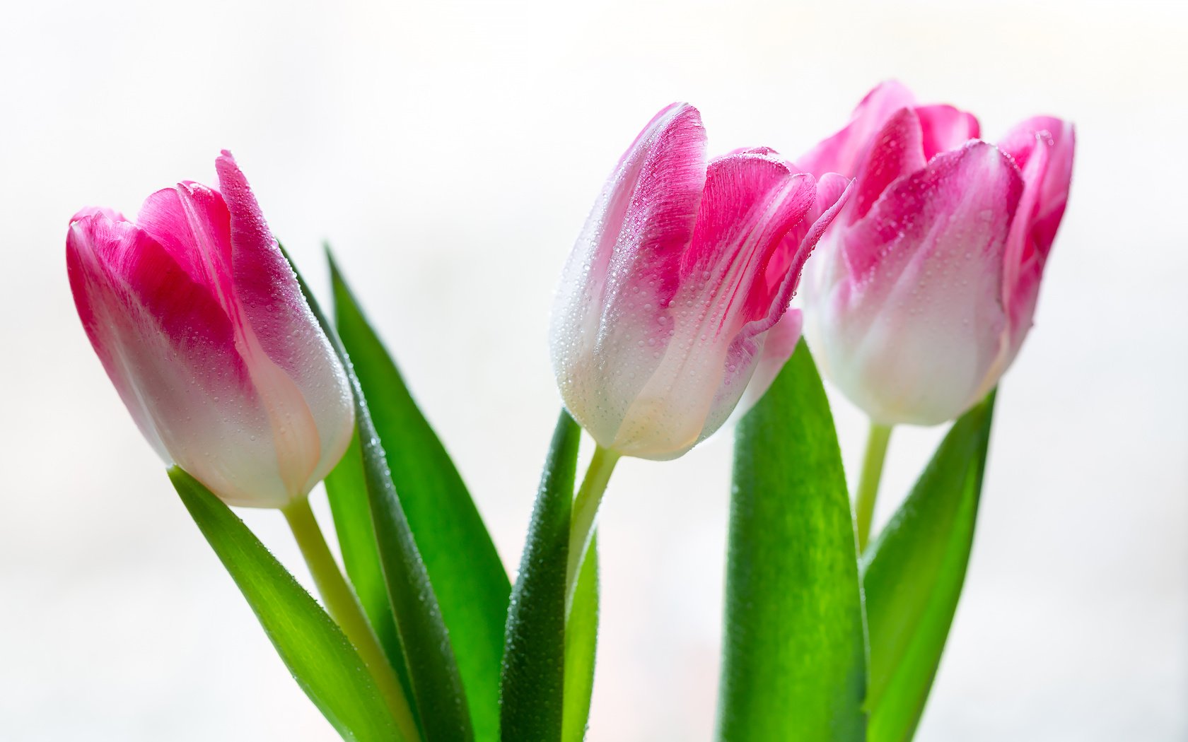 Обои цветы, тюльпаны, на белом фоне, капли воды, flowers, tulips, on a white background, water drops разрешение 2304x1536 Загрузить