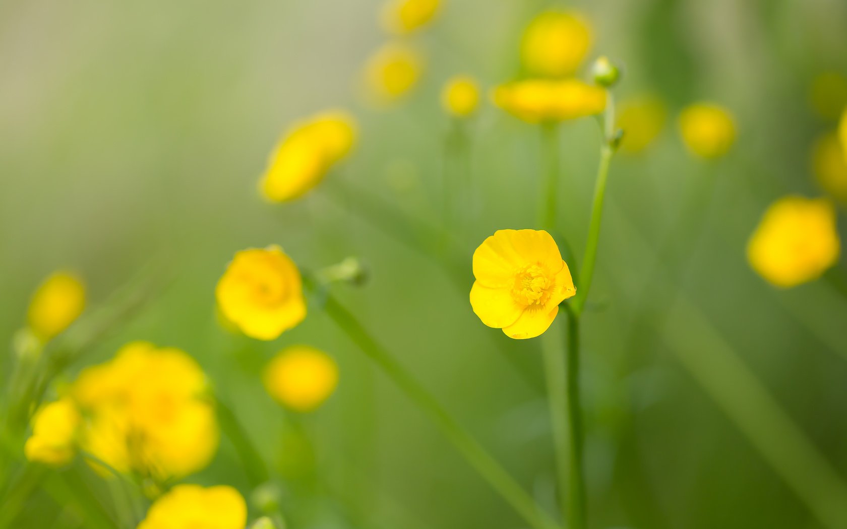 Обои цветы, полевые цветы, желтый цветок, лютик едкий, flowers, wildflowers, yellow flower, acrid buttercup разрешение 2208x1472 Загрузить