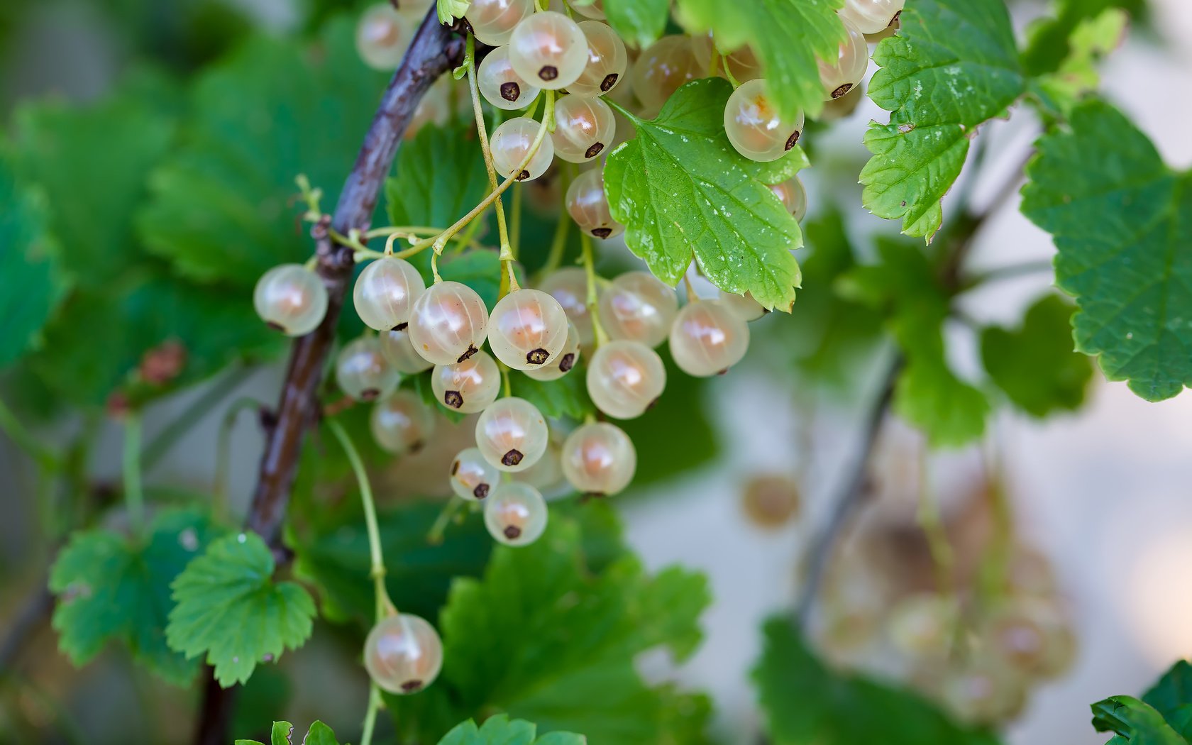 Обои природа, лето, ягоды, смородина, белая смородина, nature, summer, berries, currants, white currants разрешение 2210x1474 Загрузить