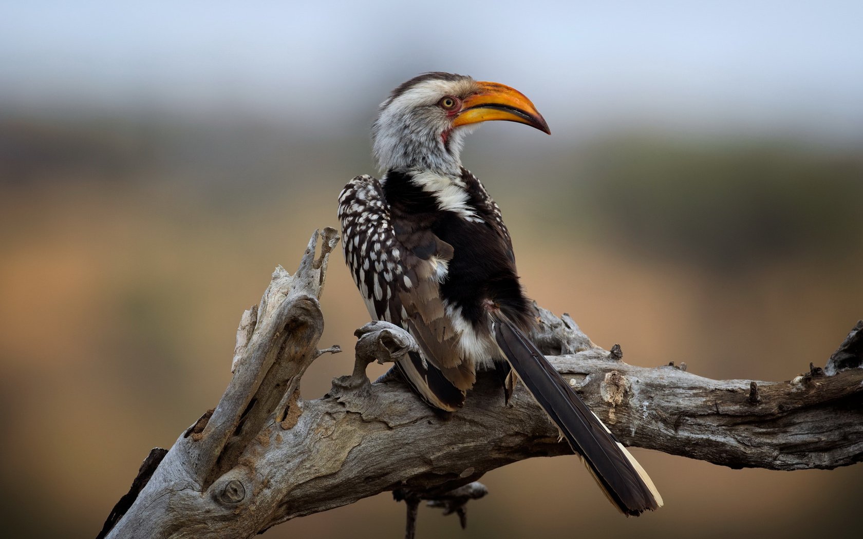 Обои национальный парк крюгера, southern yellow-billed hornbill, wild south africa, kruger national park разрешение 2112x1188 Загрузить