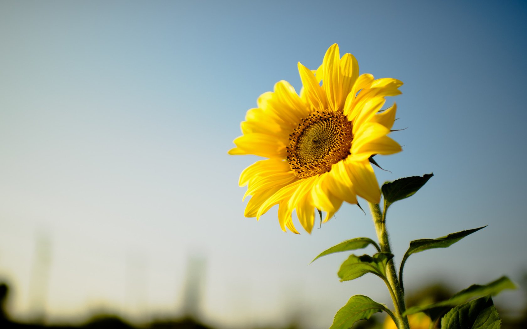 Обои цветок, подсолнух, желтые лепестки, flower, sunflower, yellow petals разрешение 2112x1188 Загрузить