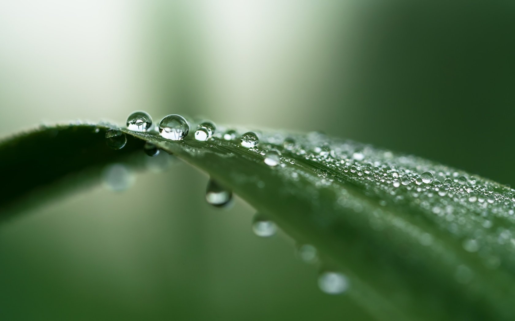 Обои природа, капли, лист, капельки росы, крупным планом, nature, drops, sheet, drops of dew, closeup разрешение 2981x1677 Загрузить