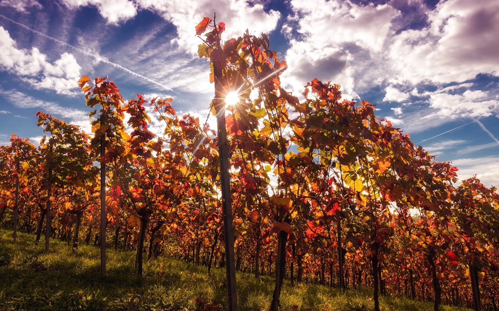 Обои небо, облака, природа, лучи, виноград, кусты, осень, виноградник, the sky, clouds, nature, rays, grapes, the bushes, autumn, vineyard разрешение 1920x1200 Загрузить