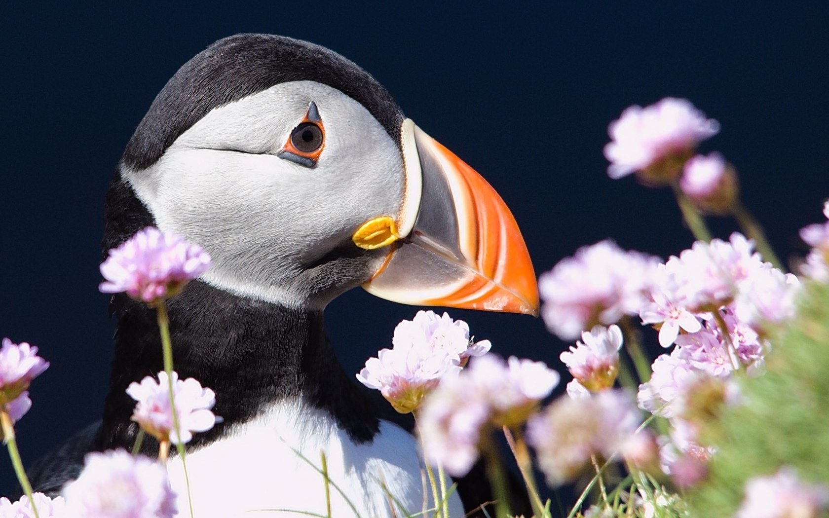 Обои цветы, птица, клюв, тупик, атлантический тупик, puffin, flowers, bird, beak, stalled, atlantic puffin разрешение 1920x1080 Загрузить