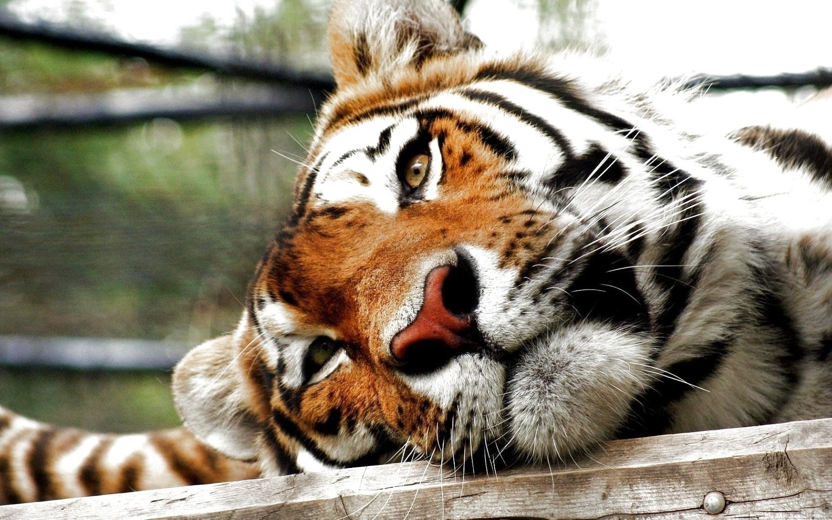 Обои тигр, морда, хищник, большая кошка, tiger, face, predator, big cat разрешение 1920x1080 Загрузить