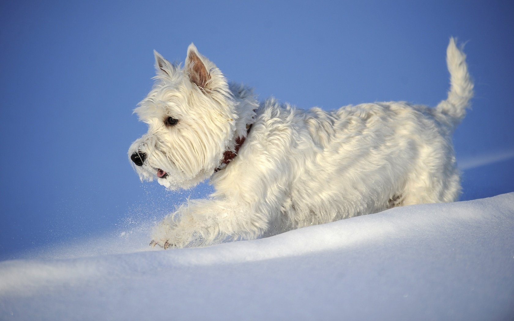 Обои снег, зима, собака, вест-хайленд-уайт-терьер, snow, winter, dog, the west highland white terrier разрешение 2880x1898 Загрузить