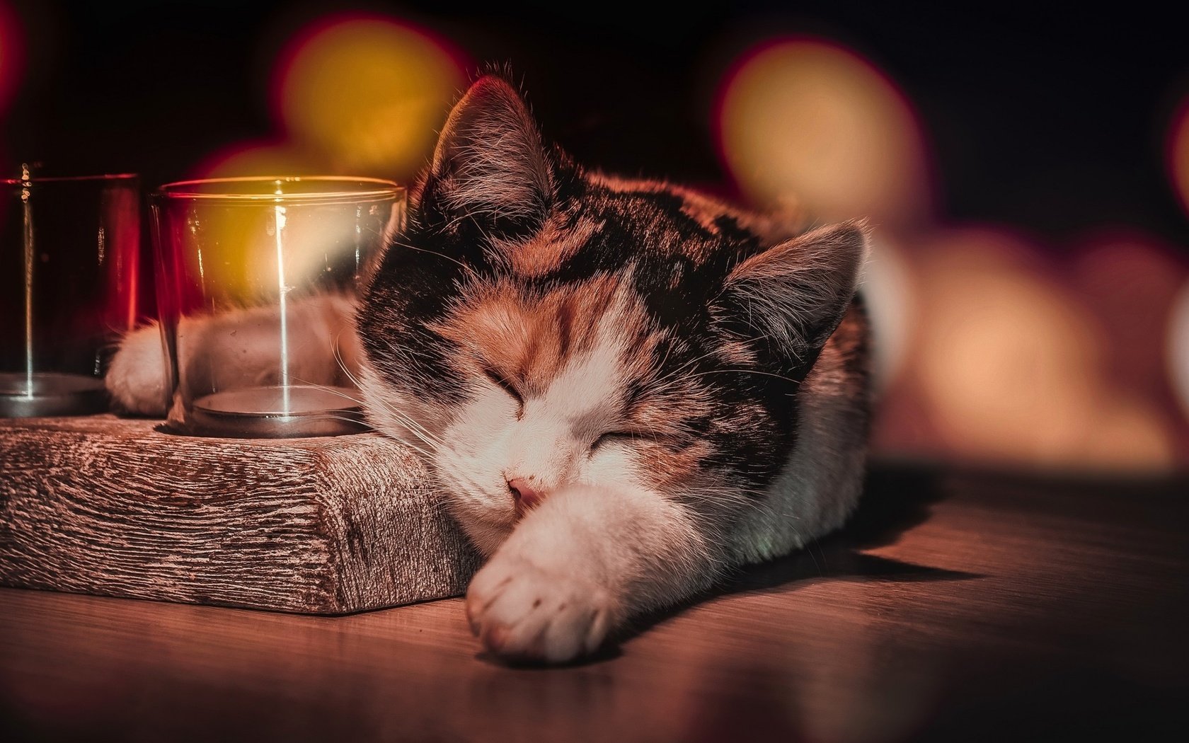 Обои кот, кошка, сон, животное, стаканы, боке, cat, sleep, animal, glasses, bokeh разрешение 2560x1600 Загрузить