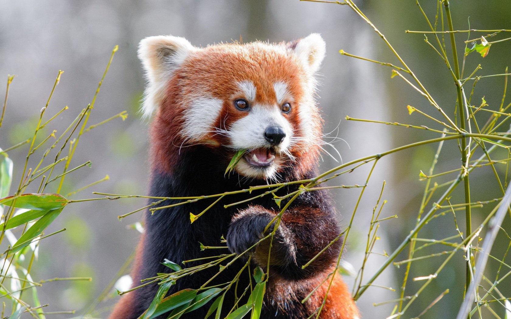 Обои малая панда, листья, мордочка, ветки, взгляд, панда, бамбук, животное, красная панда, leaves, muzzle, branches, look, panda, bamboo, animal, red panda разрешение 6000x4000 Загрузить