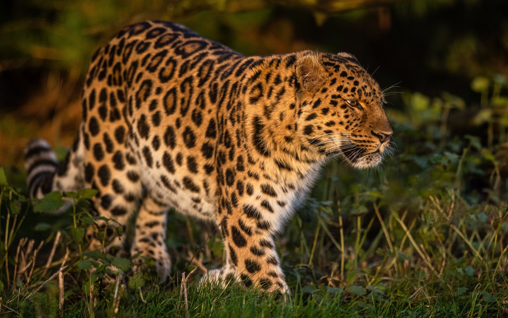 Обои трава, леопард, дикая кошка, grass, leopard, wild cat разрешение 2112x1188 Загрузить