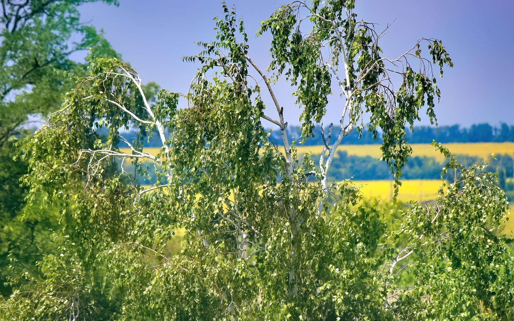 Обои небо, деревья, природа, листья, ветки, лето, береза, the sky, trees, nature, leaves, branches, summer, birch разрешение 5184x3456 Загрузить