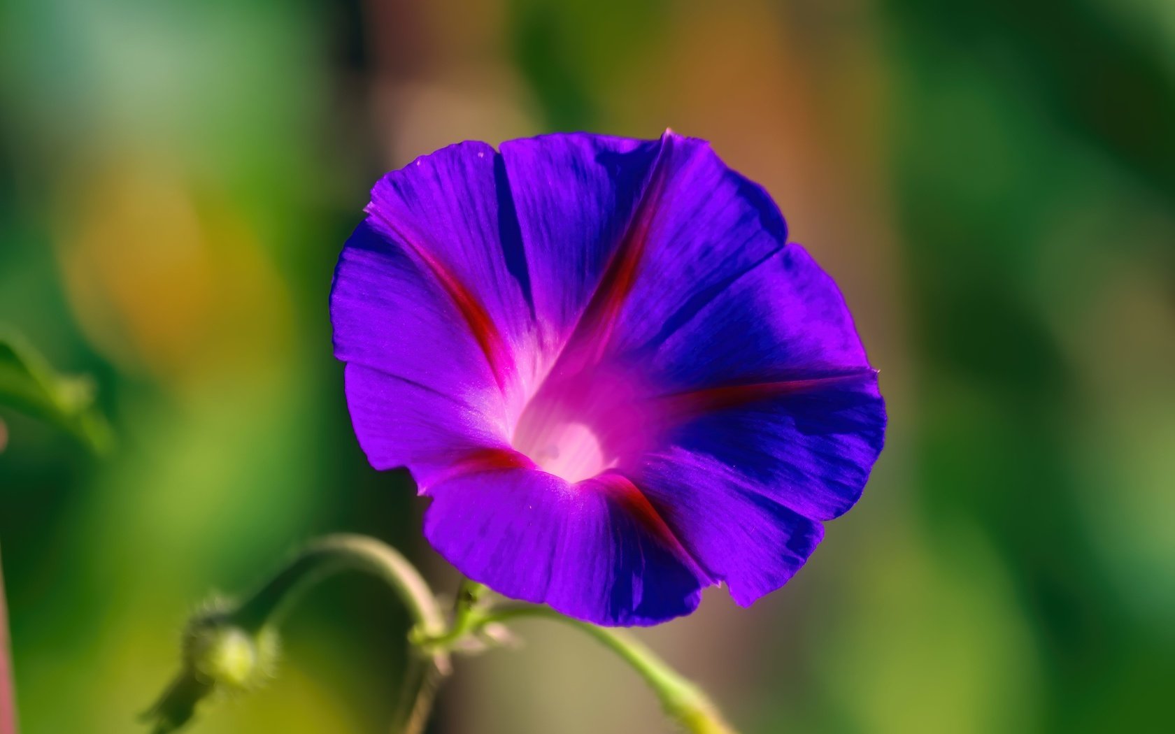 Обои цветок, вьюнок, ипомея, flower, bindweed, morning glory разрешение 5184x3456 Загрузить