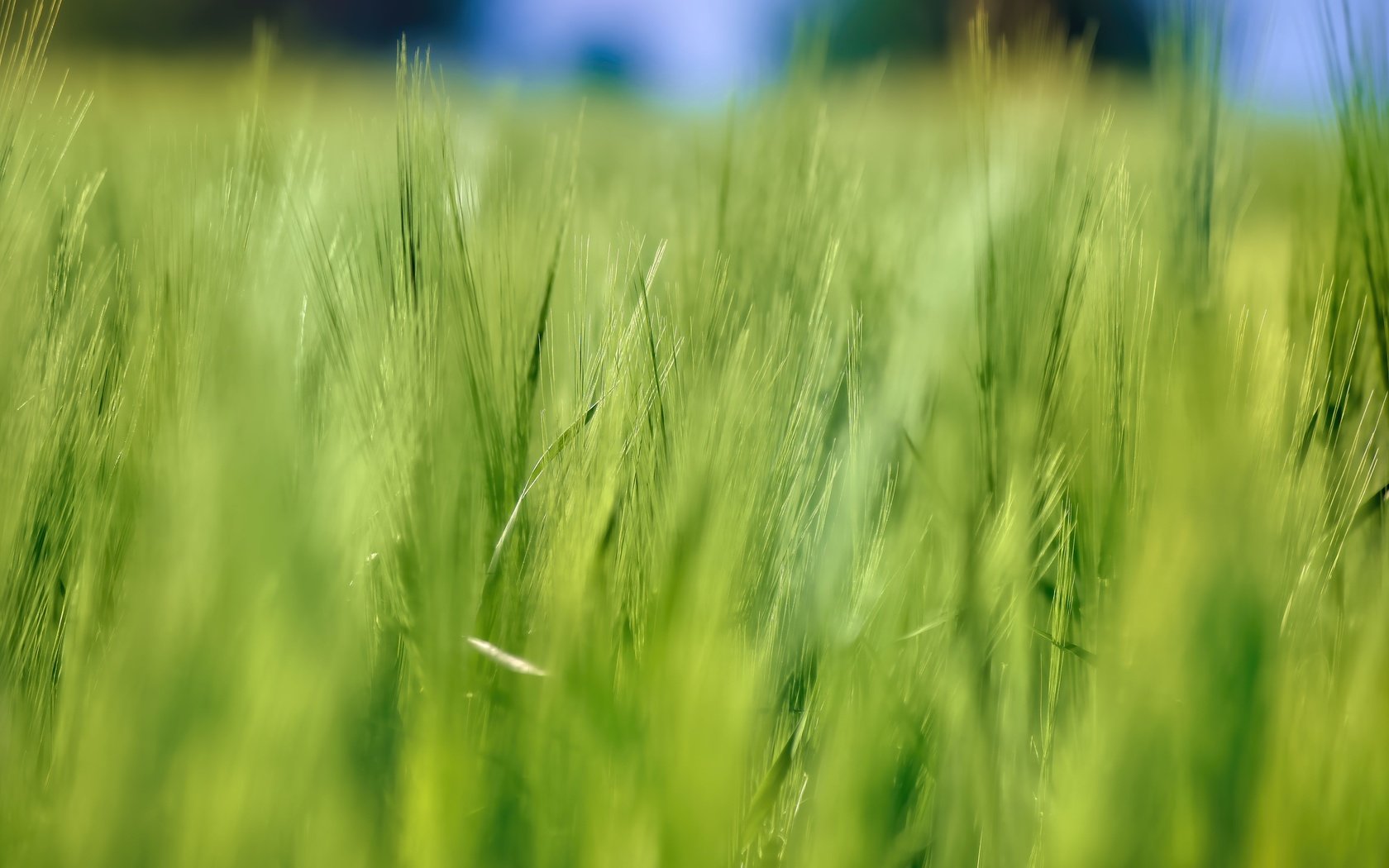 Обои природа, лето, размытость, колосья, пшеница, nature, summer, blur, ears, wheat разрешение 5184x3456 Загрузить