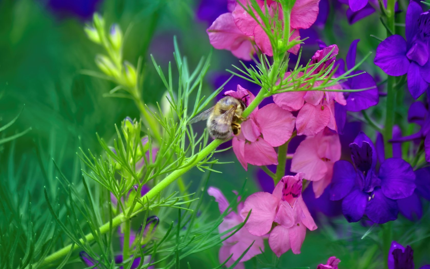 Обои насекомое, цветок, стебель, пчела, дельфиниум, insect, flower, stem, bee, delphinium разрешение 5184x3456 Загрузить