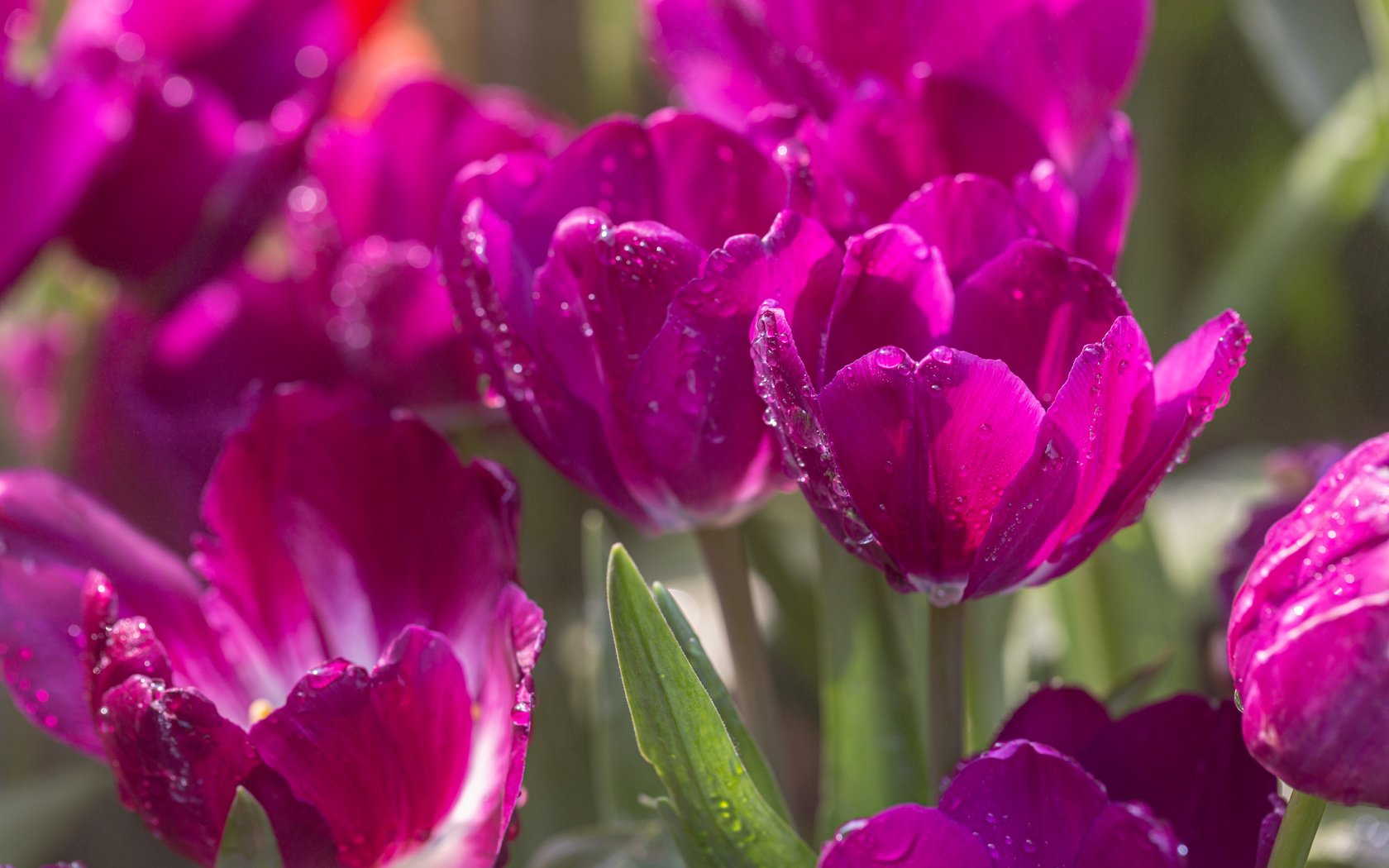 Обои цветы, природа, капли, тюльпаны, flowers, nature, drops, tulips разрешение 5472x3648 Загрузить