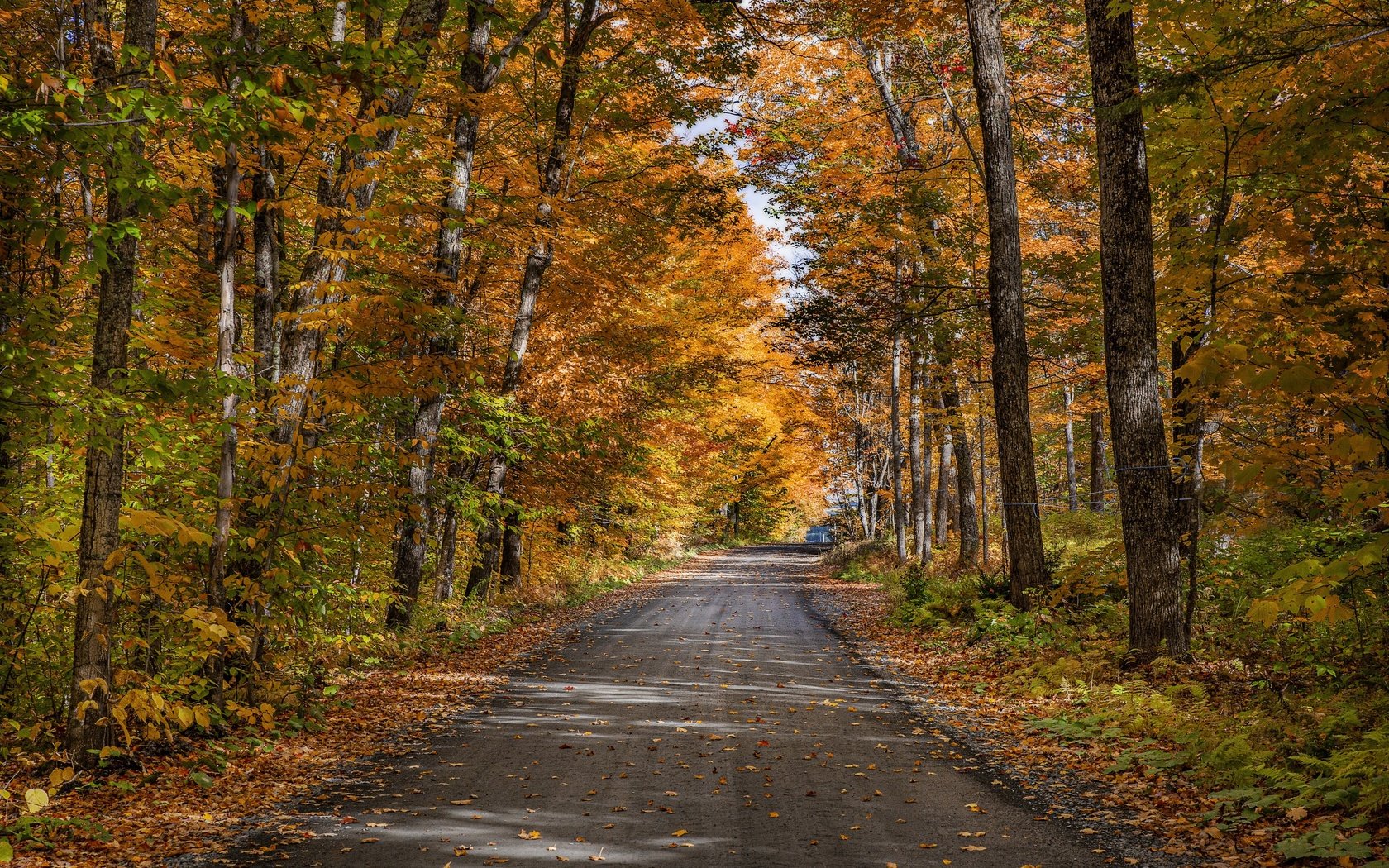 Обои дорога, деревья, природа, лес, осень, road, trees, nature, forest, autumn разрешение 3840x2160 Загрузить