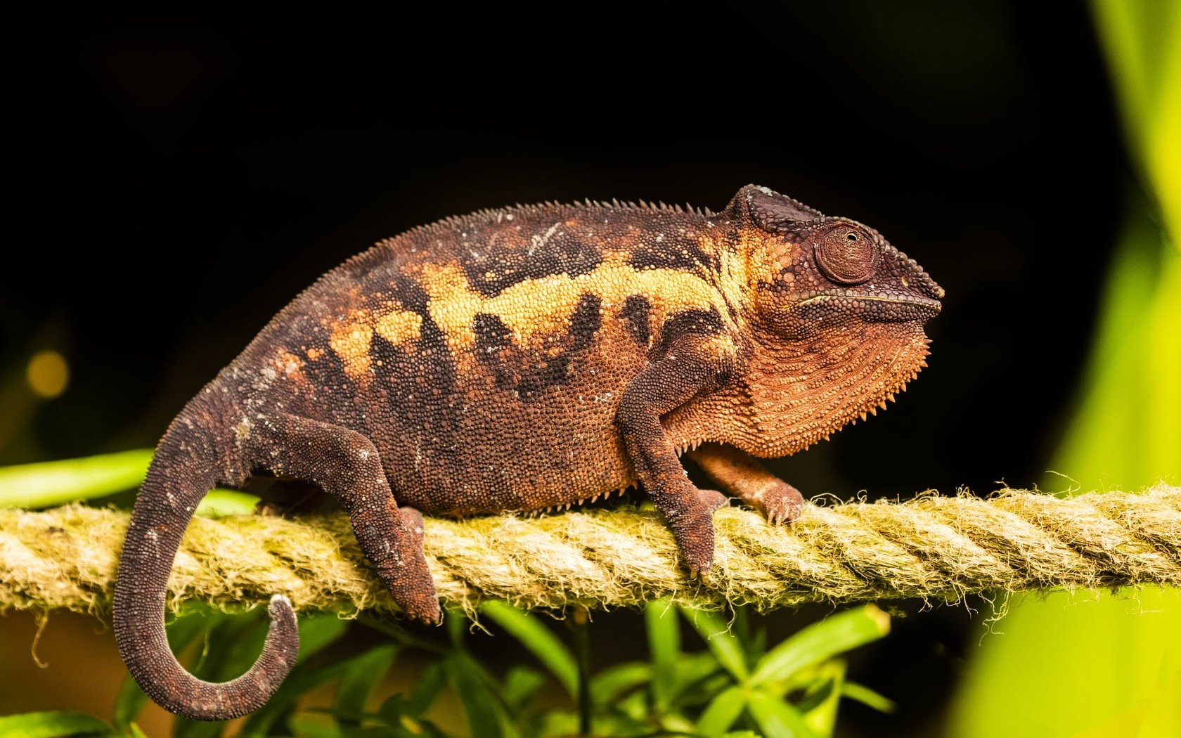 Обои черный фон, веревка, канат, хамелеон, рептилия, black background, rope, chameleon, reptile разрешение 2000x1334 Загрузить