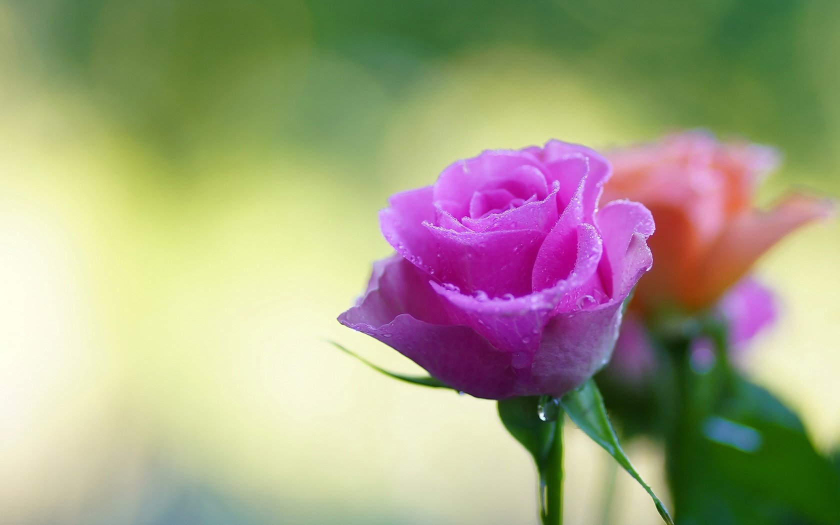 Обои цветы, фон, капли, розы, боке, flowers, background, drops, roses, bokeh разрешение 2880x1920 Загрузить
