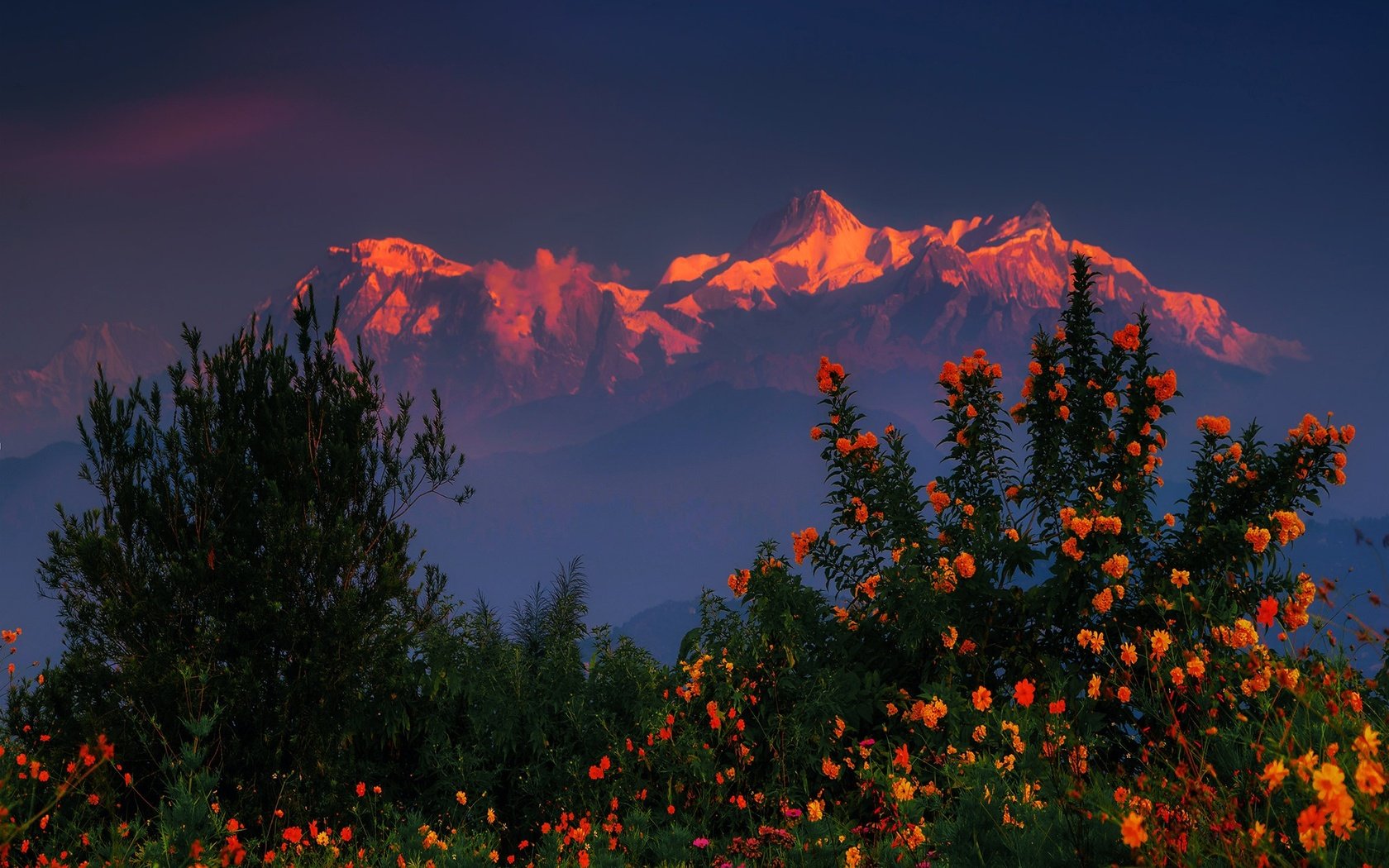 Обои цветы, горы, закат, кусты, гималаи, непал, flowers, mountains, sunset, the bushes, the himalayas, nepal разрешение 2048x1320 Загрузить