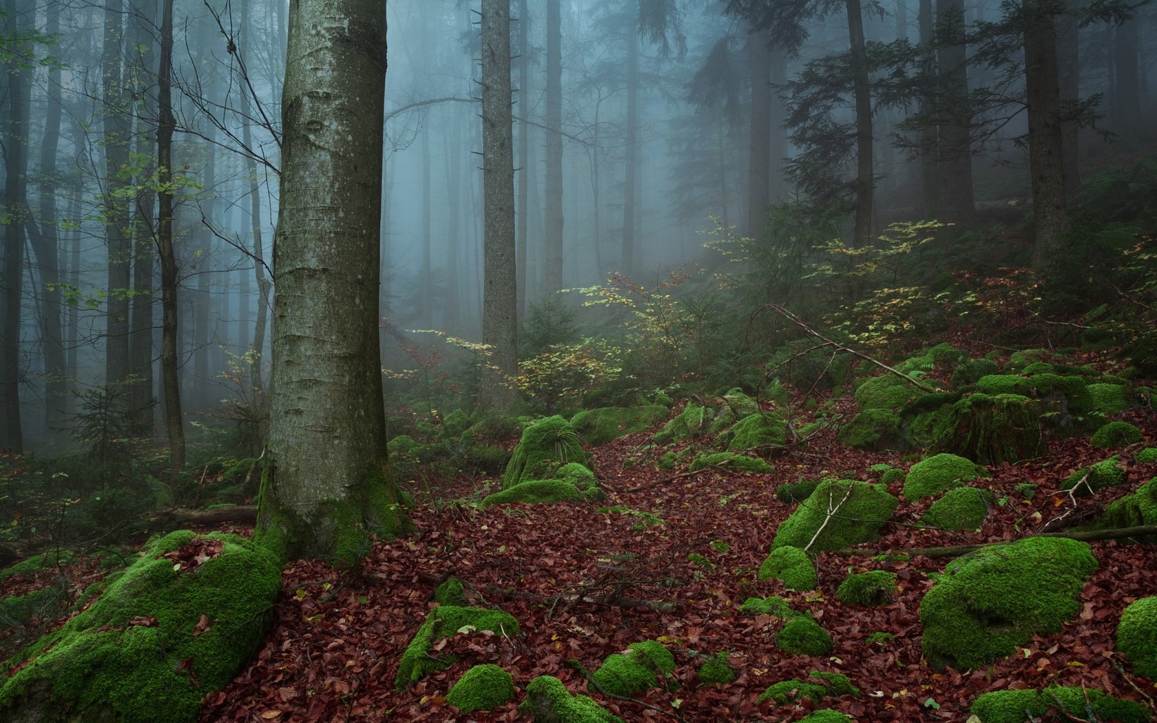 Обои деревья, природа, камни, лес, туман, trees, nature, stones, forest, fog разрешение 2048x1365 Загрузить