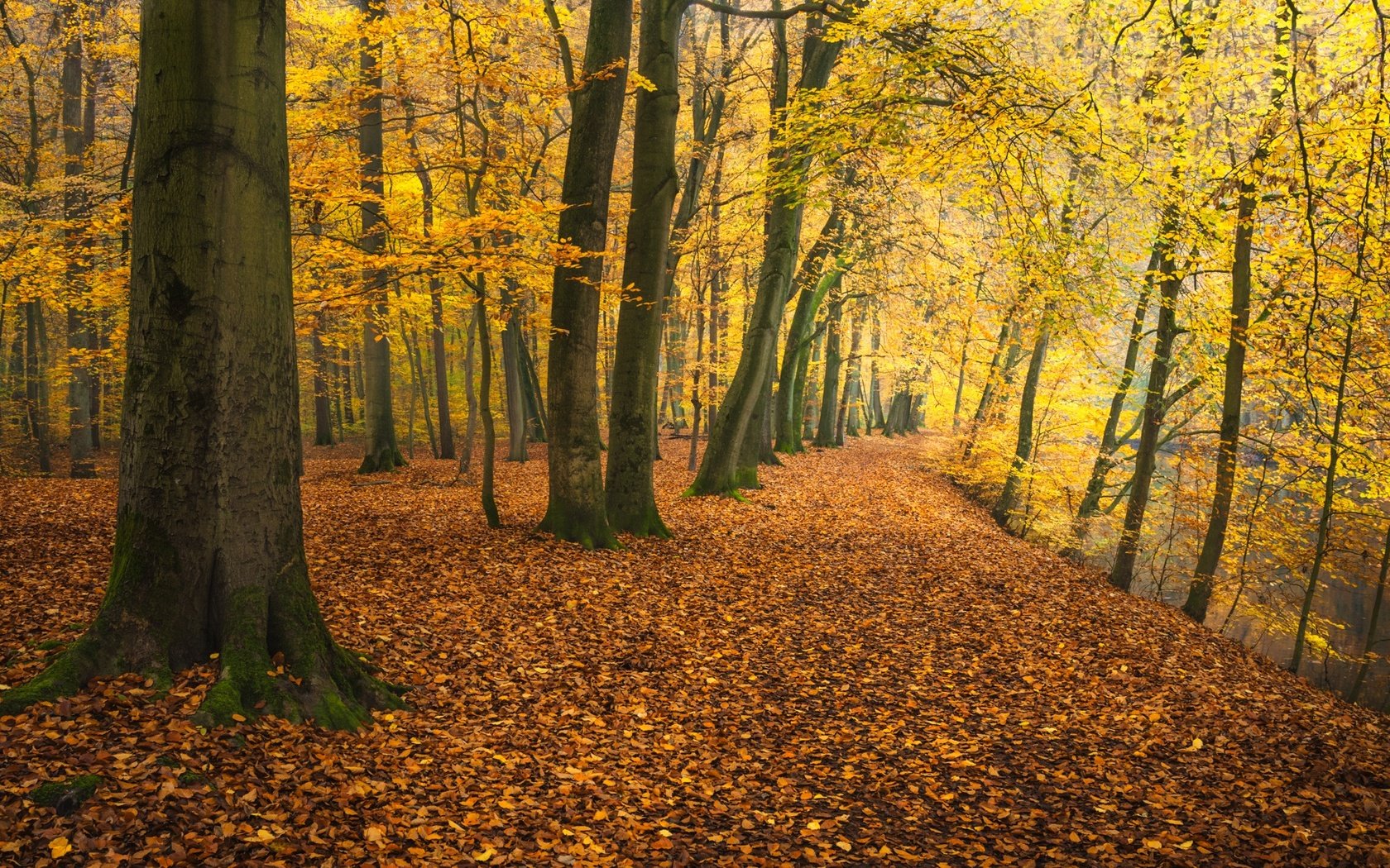 Обои деревья, река, парк, осень, германия, опавшая листва, trees, river, park, autumn, germany, fallen leaves разрешение 2048x1152 Загрузить