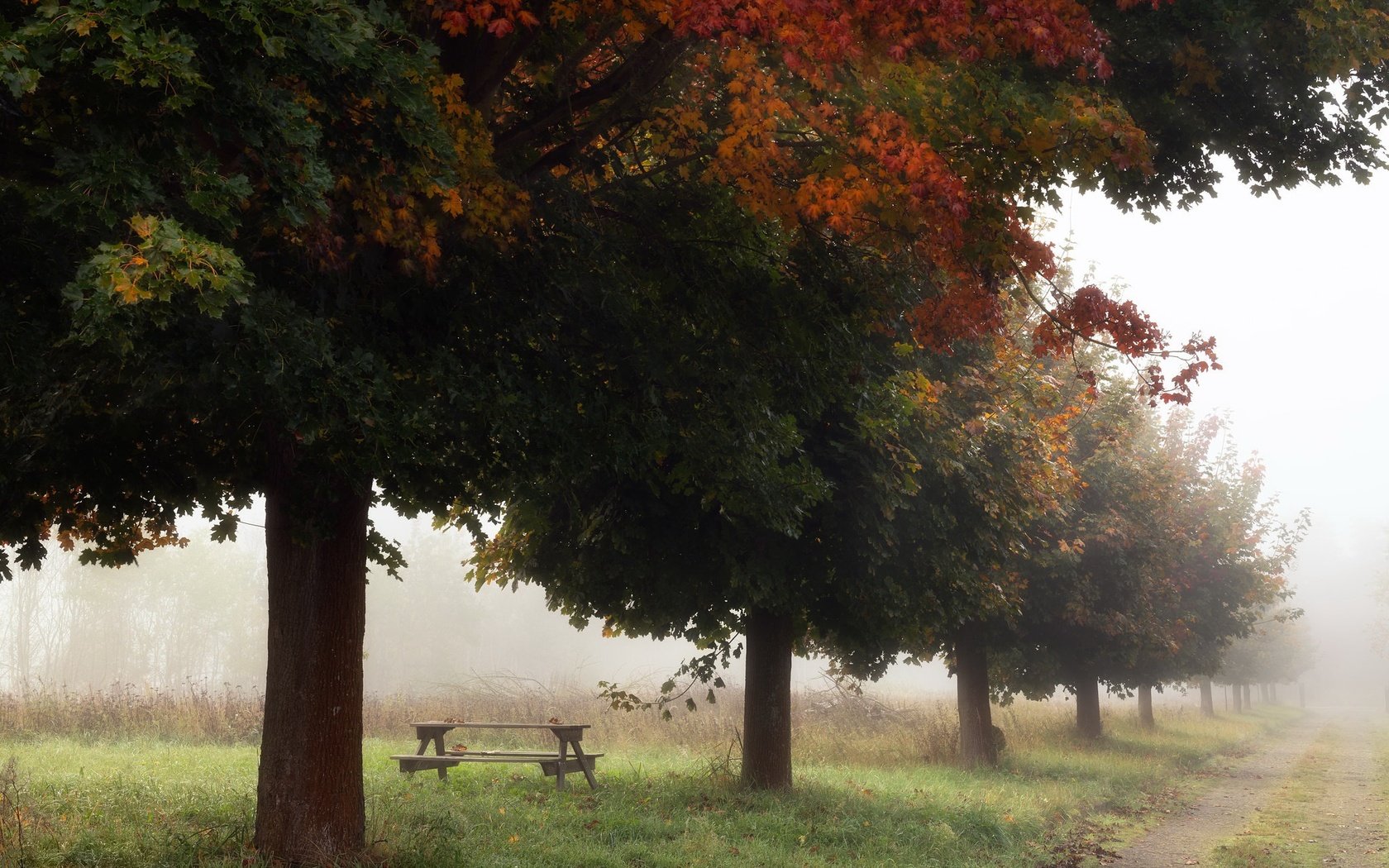 Обои деревья, туман, осень, trees, fog, autumn разрешение 2048x1365 Загрузить