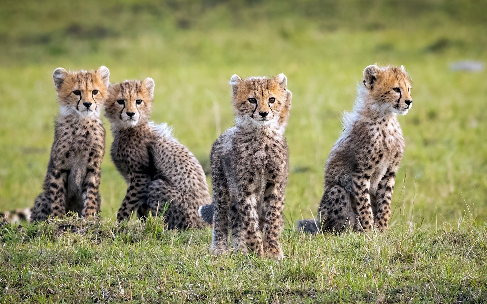Обои дикие кошки, гепарды, детеныши, wild cats, cheetahs, cubs разрешение 1931x1154 Загрузить