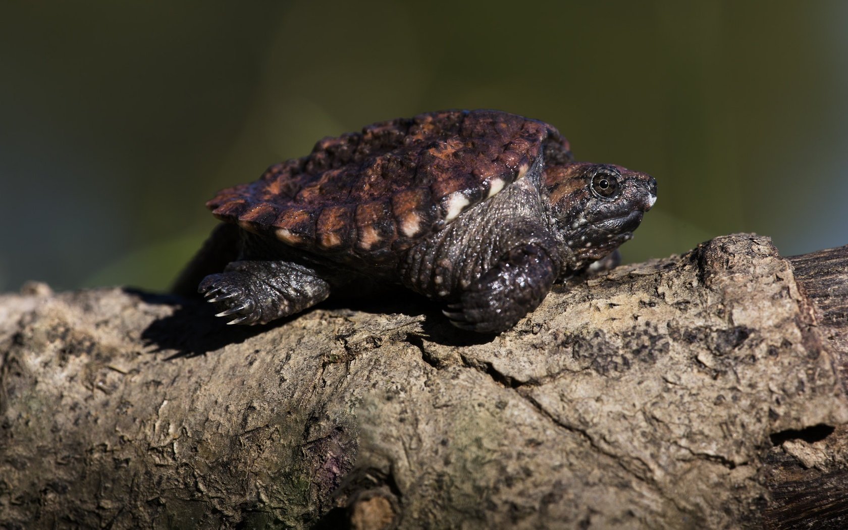 Обои фон, черепаха, бревно, черепашка, background, turtle, log, bug разрешение 2048x1365 Загрузить