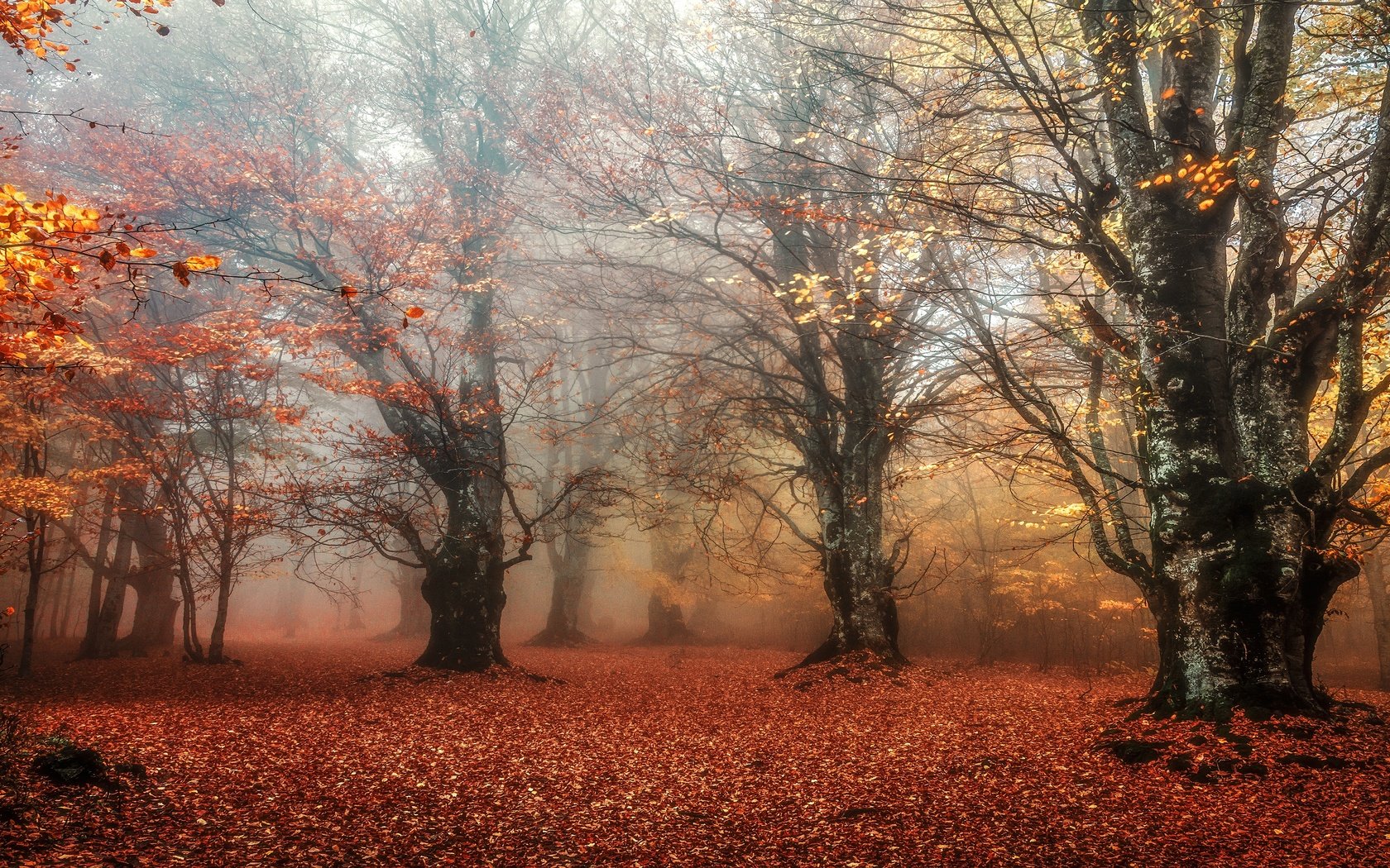 Обои лес, листья, парк, туман, ветки, листва, листопад, forest, leaves, park, fog, branches, foliage, falling leaves разрешение 3840x2160 Загрузить