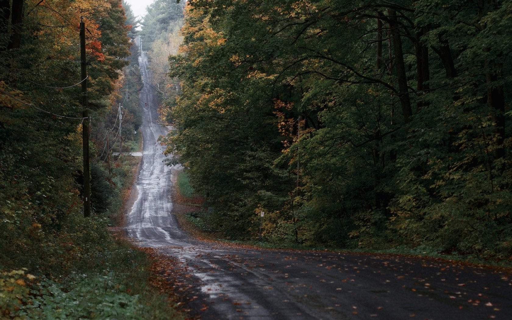 Обои лес, осень, forest, autumn разрешение 3840x2160 Загрузить