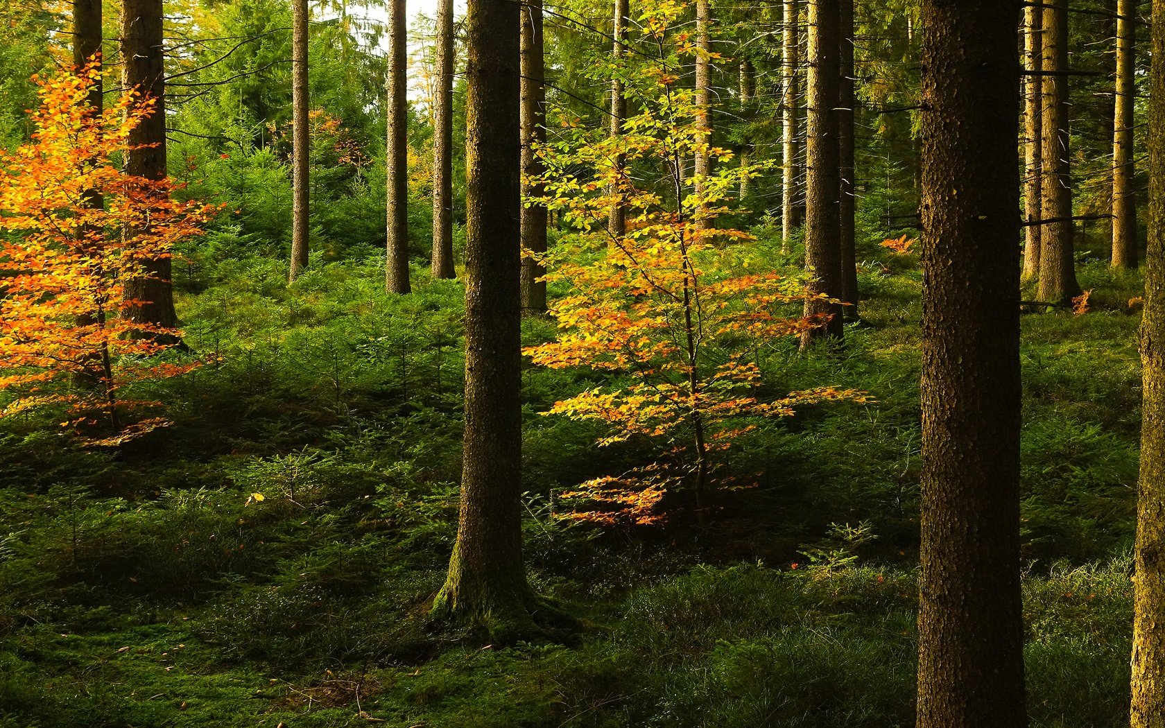 Обои лес, стволы, осень, forest, trunks, autumn разрешение 3840x2160 Загрузить